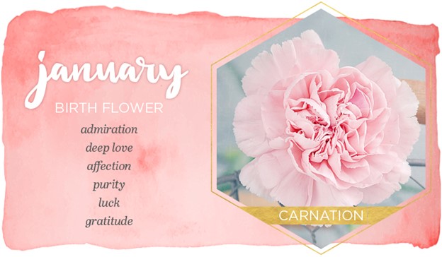 January Birth Flowers: Carnations